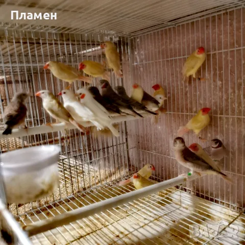 Амадини Амадини , снимка 4 - Амадини - 56376635