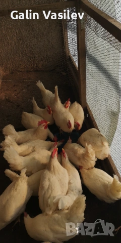 оплодени яйца от БЯЛ ЛЕГХОРН