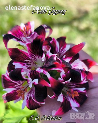 Комплект от три мушката