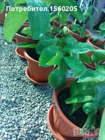 Лимони - лимонови дръвчета, снимка 9 - Градински цветя и растения - 51309881