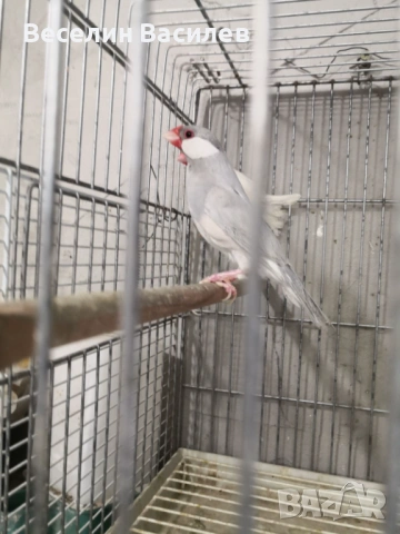 амадини оризарки, снимка 2 - Амадини - 53984280