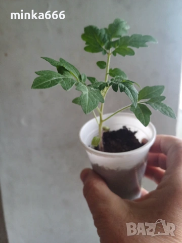 Разсад за домати на клонка, снимка 3 - Разсади - 53955540