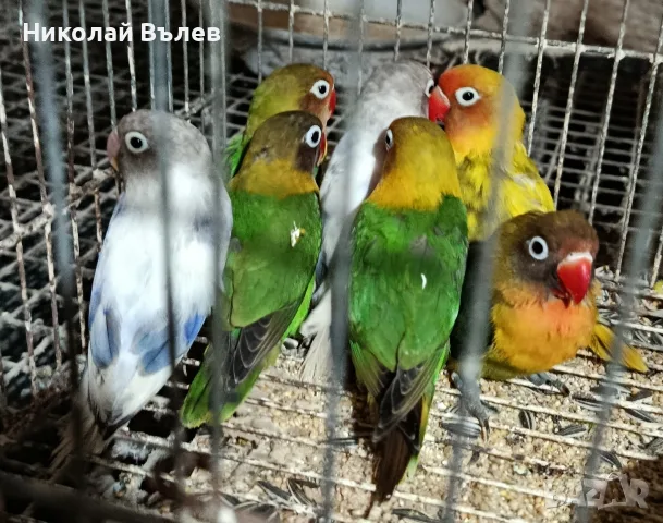 Разнообразие от папагали , снимка 16 - Папагали - 56295477