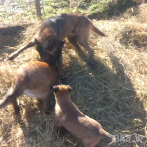 Продавам белгийски овчарки/малиноа, снимка 6 - Белгийска овчарка - 53276339