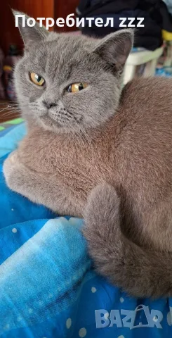 котка женска котка , снимка 3 - Британска късокосместа - 56413995