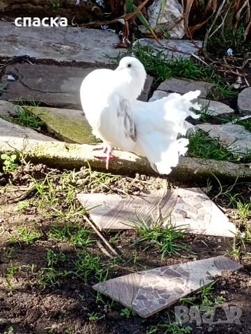 гълъби фенерлия декорация , снимка 11 - Гълъби - 52421214