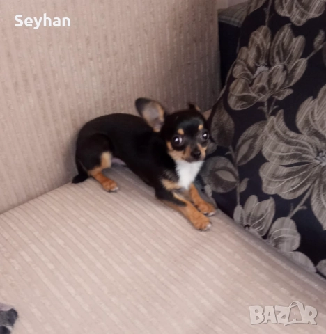 Чихуахуа пинчер