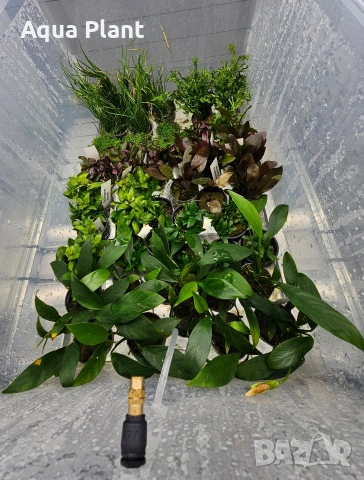 Аквариумни растения, снимка 5 - Аквариуми - 54334568