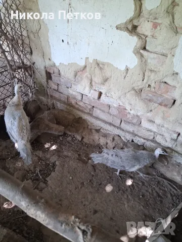 Пауни опал паунчета