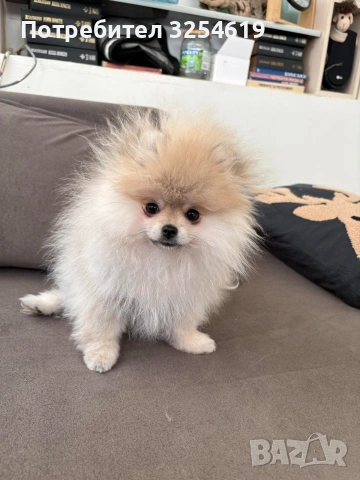 Померан и малък шпиц, снимка 3 - Померан - 53911514