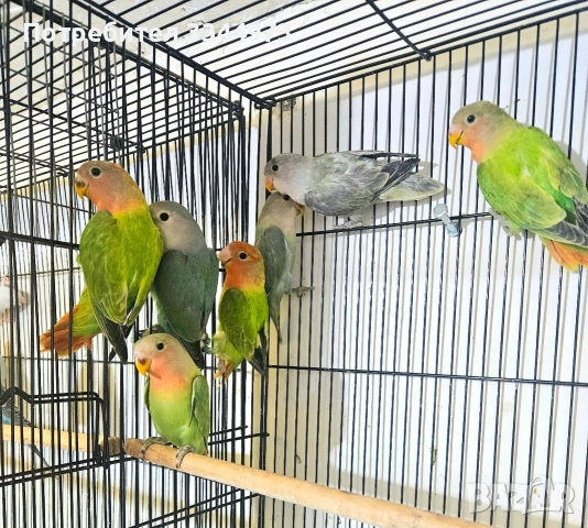 неразделки