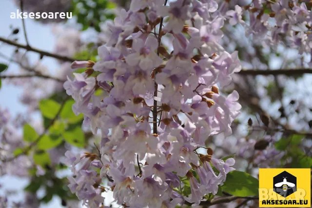 Продавам 400 семена от медоносно дърво пауловния томентоса за пчелари дървен материал сянка на двора, снимка 14 - Сортови семена и луковици - 50390012