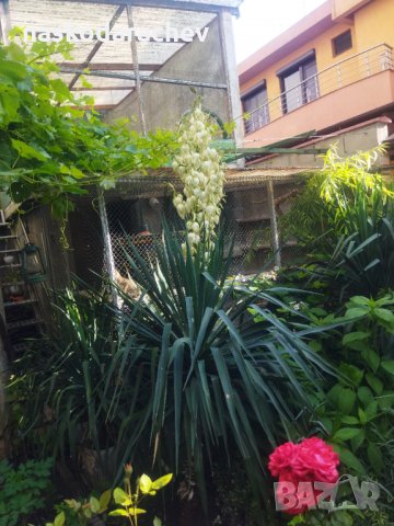 Студоустойчива Юка агаве, снимка 10 - Градински цветя и растения - 34959213