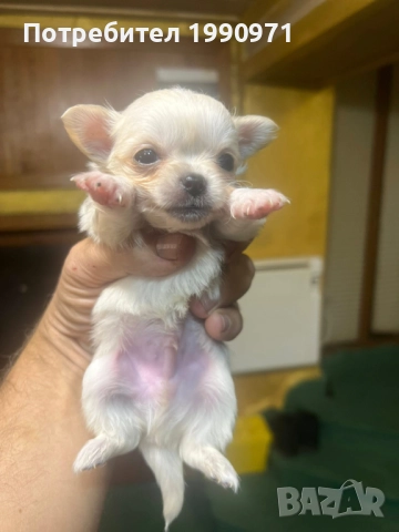 Мъжко мини чихуахуа, снимка 3 - Чихуахуа - 52886809