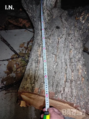 Орехов матерял , снимка 7 - Градински цветя и растения - 47464760