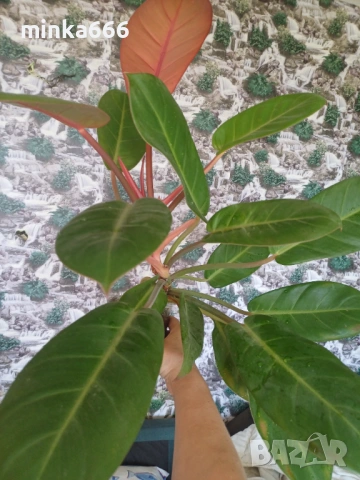 Филодендрон карамел, снимка 2 - Стайни растения - 53065452
