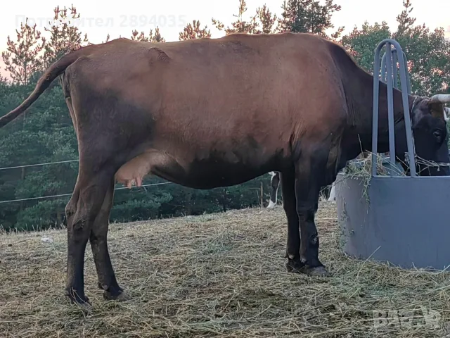 ялови крави за клане , снимка 5 - Крави - 55780438