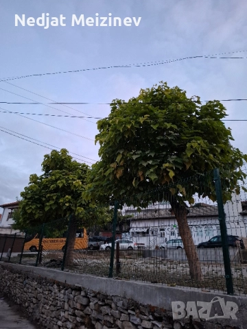 Каталпа НАНА фиданки, снимка 6 - Разсади - 51791021