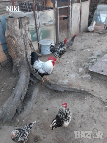 Продавам минало годишни кокошки 5бр.и два броя петли, снимка 5 - други­ - 54037464