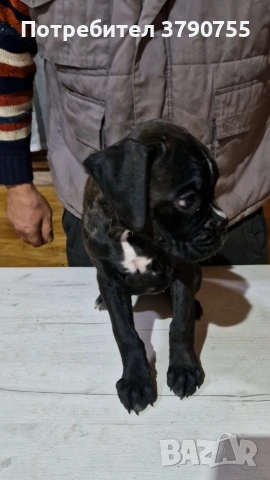 Боксер , снимка 4 - Боксер - 53012002