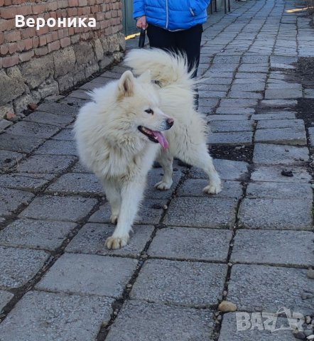 Мъжки Самоед за Разплод, снимка 2 - Самоед - 35568741