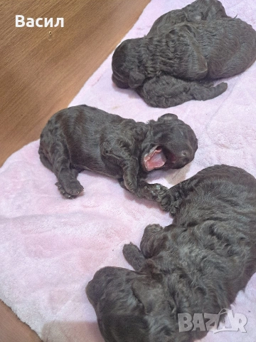 той пудел шоколад 