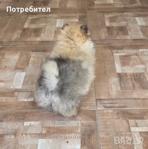 Продавам померан, снимка 5 - Померан - 56542384
