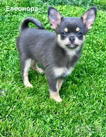 Топ Мъжко Чихуахуа Син Тен