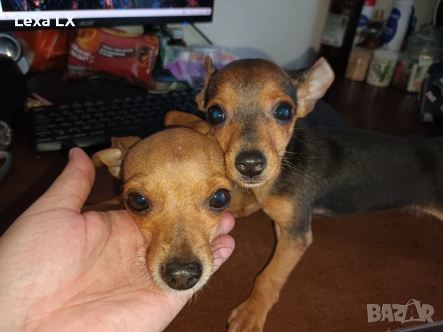 Мъжки мини пинчер, снимка 4 - Пинчер - 53644493