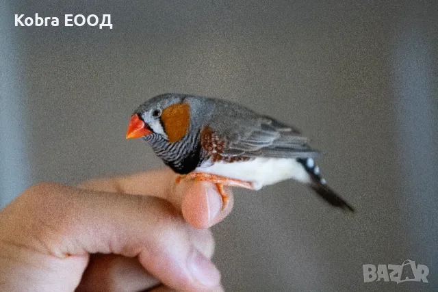амадини финки зеброви амадини