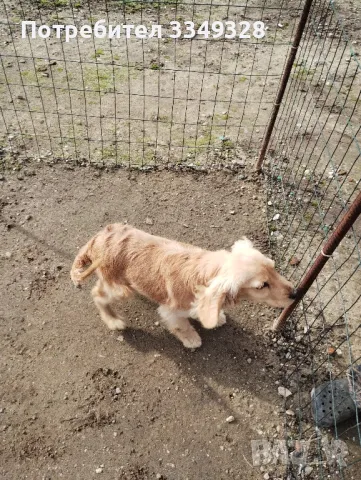 кучета за трюфели, снимка 8 - Други - 42407447