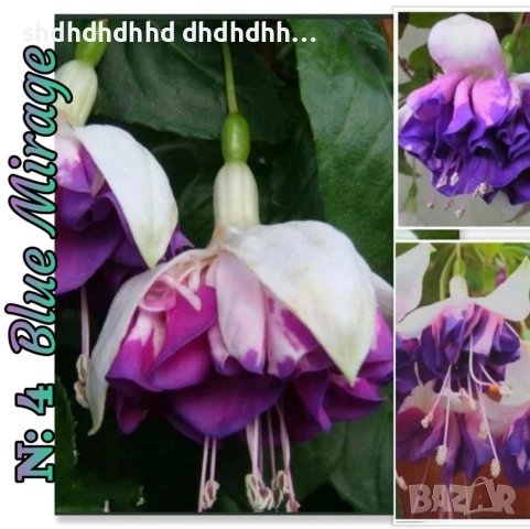 Фуксия многодишна Каскадна , снимка 15 - Градински цветя и растения - 54270811