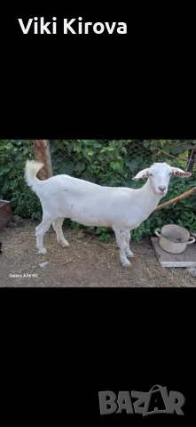 Продавам женски ярета , снимка 1