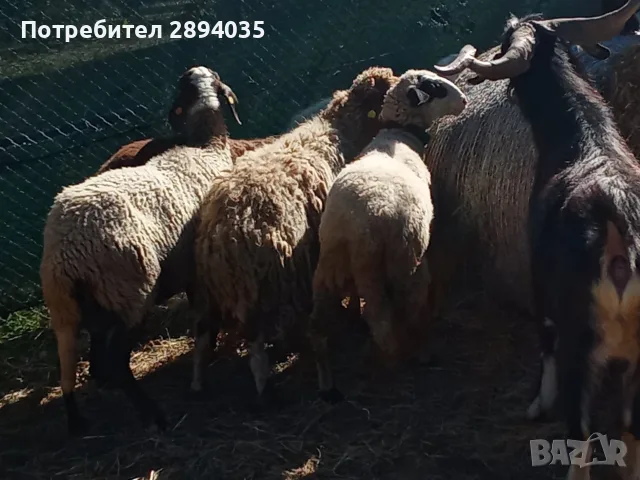 свободни 10 овце 