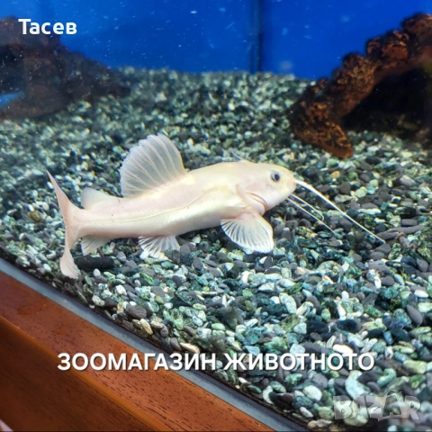 Бял червеноопашат сом 10см