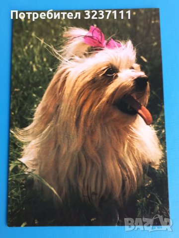 Кучета картички нови - лот 1, снимка 4 - Колекции - 39807204