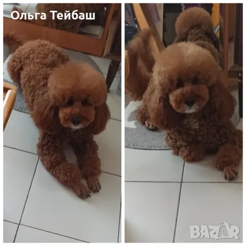 Пудел момче търси приятелка, снимка 15 - Пудели - 47853140