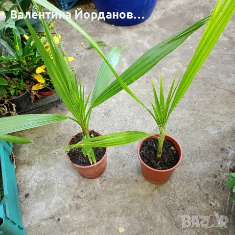 стайни цветя и комплекти
