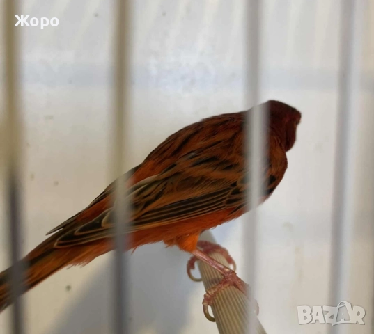 Продавам чифт , снимка 4 - Канари - 52343879