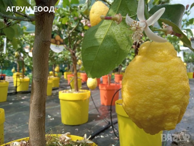   Лимон Лимонови дръвчета ,лимон дръвче цена, снимка 6 - Градински цветя и растения - 36625824