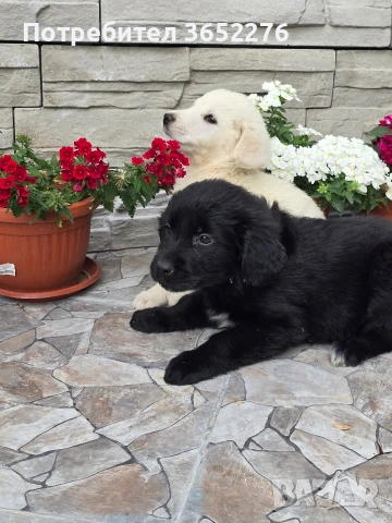 лабрадор ретривър, снимка 8 - Лабрадор ретривър - 53295216