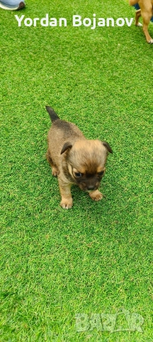 Чихуахуа, снимка 3 - Чихуахуа - 53926728