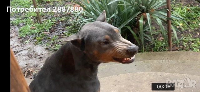 Мъжки доберман за разплод , снимка 3 - Доберман - 52238812