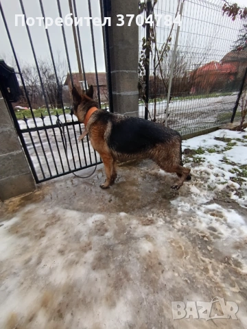 Продавам немска овчарка , снимка 3 - Немска овчарка - 53245024