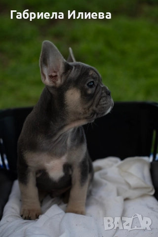 Чистокръвни френски булдочета, снимка 10 - Френски булдог - 52425579