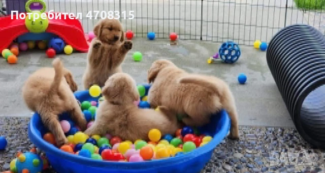 Голдън ретривър игриво бебе