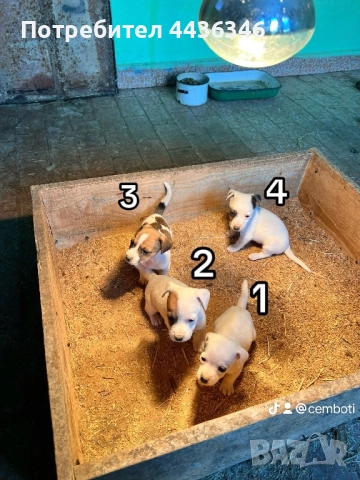 Продавам Джак Ръсел Териер, снимка 3 - Джак ръсел териер - 52775604