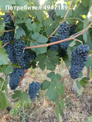 Продавам грозде СИРА, снимка 3 - Домашни продукти - 56268289