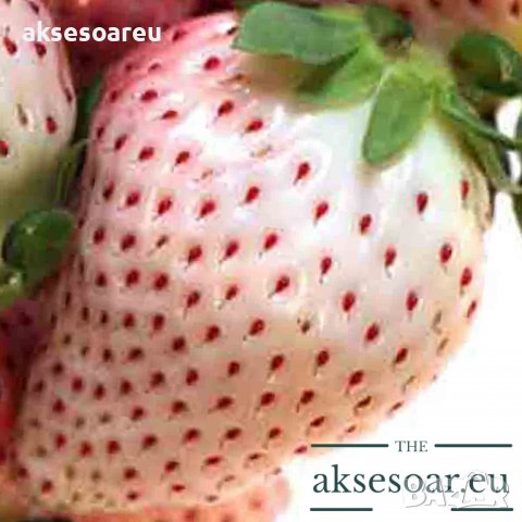 100 семена от плод бяла ягода органични плодови бели ягодови семена от вкусни ягоди отлични плодове , снимка 1 - Сортови семена и луковици - 37706682