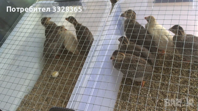 Малки токачки, снимка 2 - други­ - 50630059